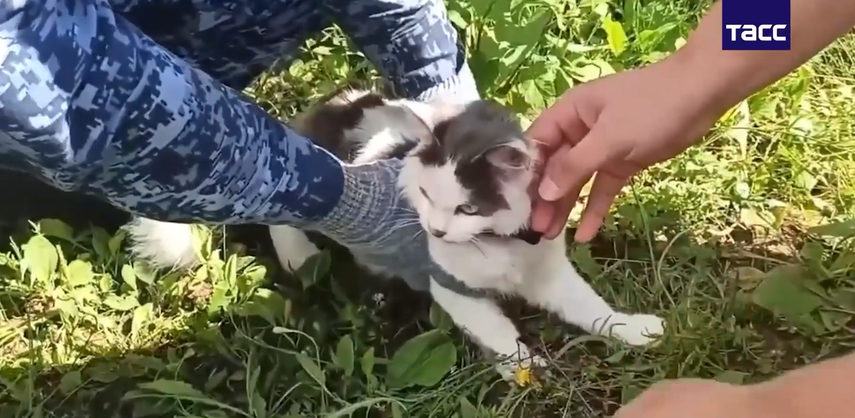 rusya kedi